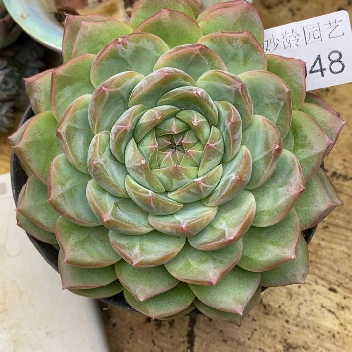 ****莫9948杂交老桩基地，12厘米