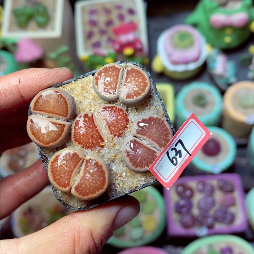 637生石花带盆发