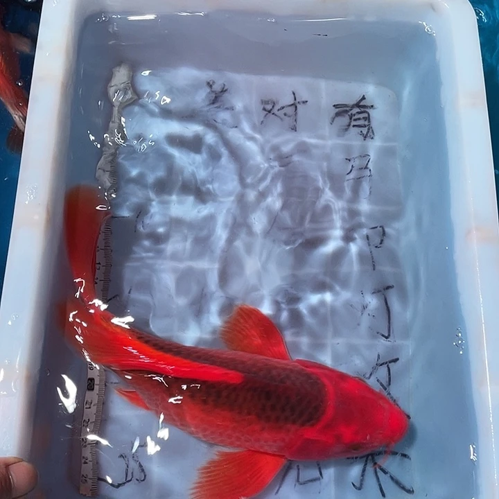蝴蝶鲤鱼渔场直发21