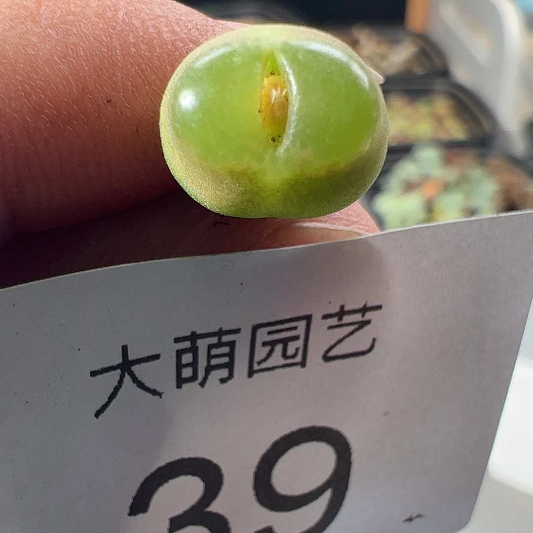 一物一拍。         39