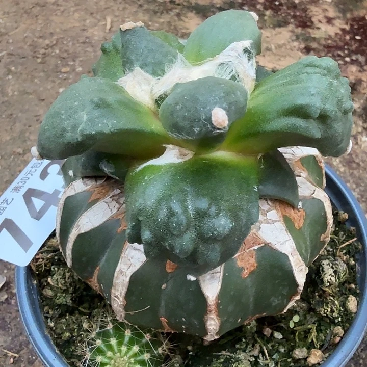 无花朵743大型体狂怒东四