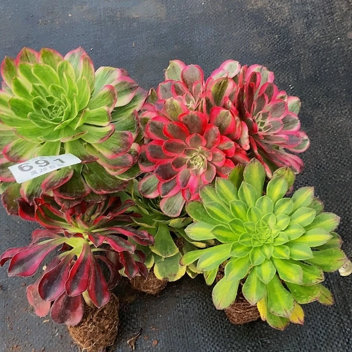 静**情691号多肉套餐福利