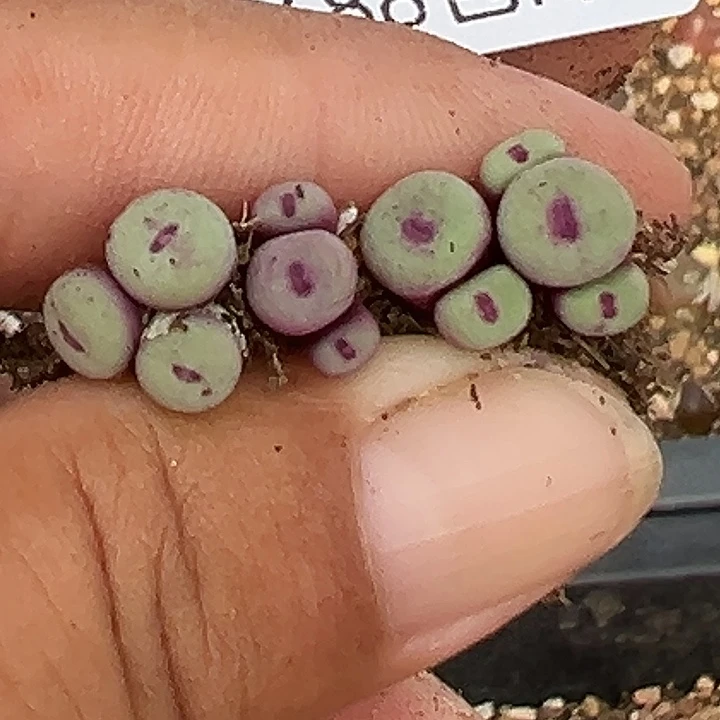 ‖***、025号9小红嘴4个多肉植物