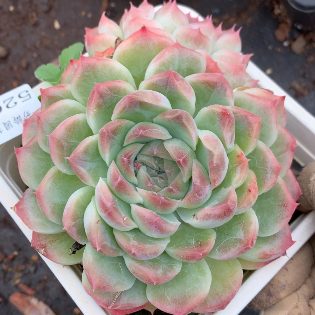 5203杂交多肉老桩