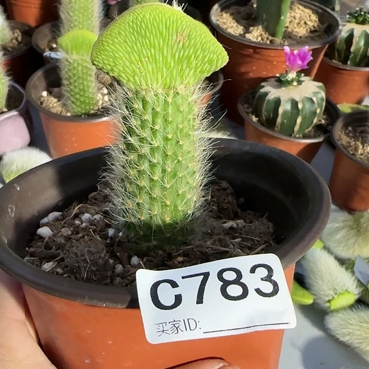 人***，嫁接青蛇缀化783