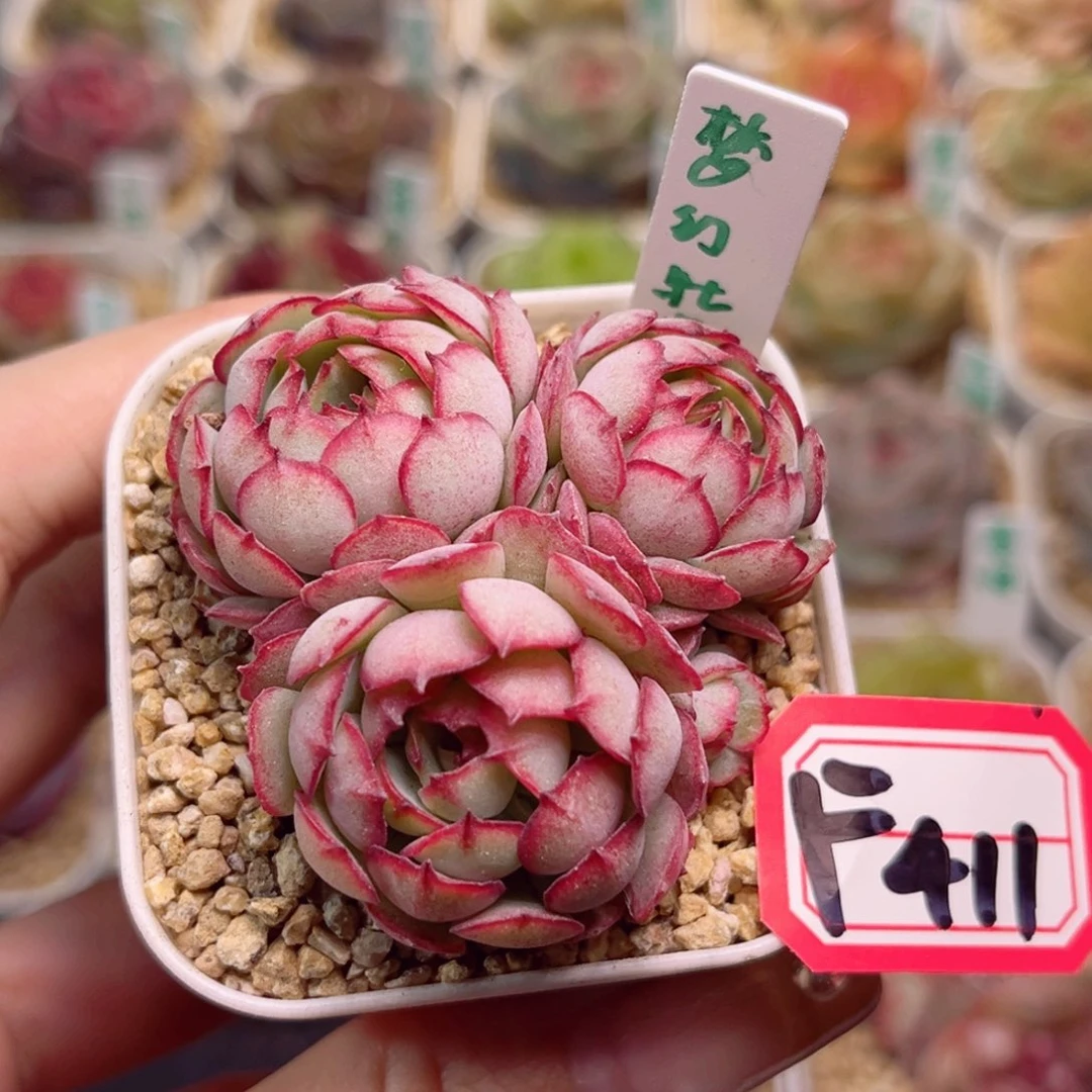 F411梦幻牡丹群一物一拍