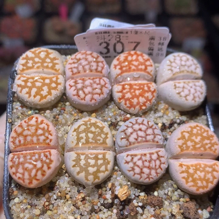 精品生石花28.307