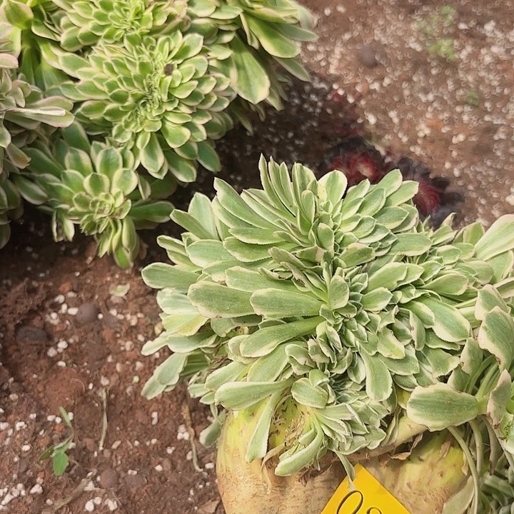 多肉植物迈巴赫缀244