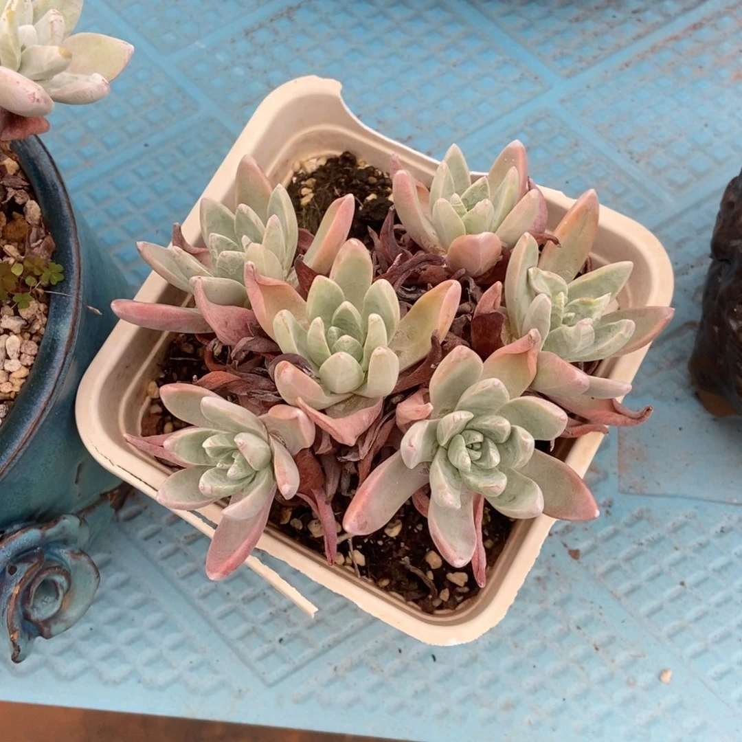 墨西哥花朵多肉植物