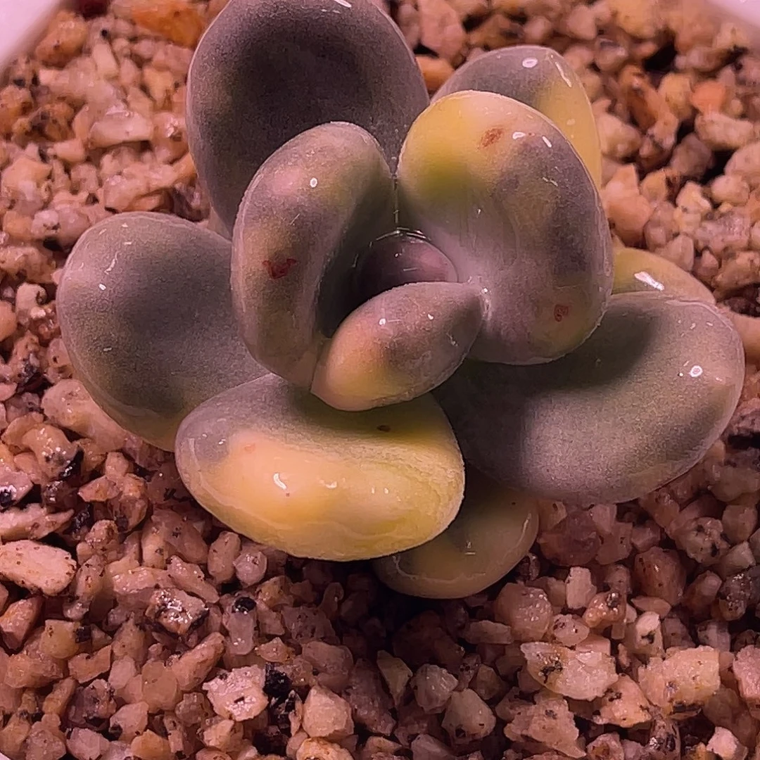 W***࿐尚品园艺黄金鸡蛋大叶8527