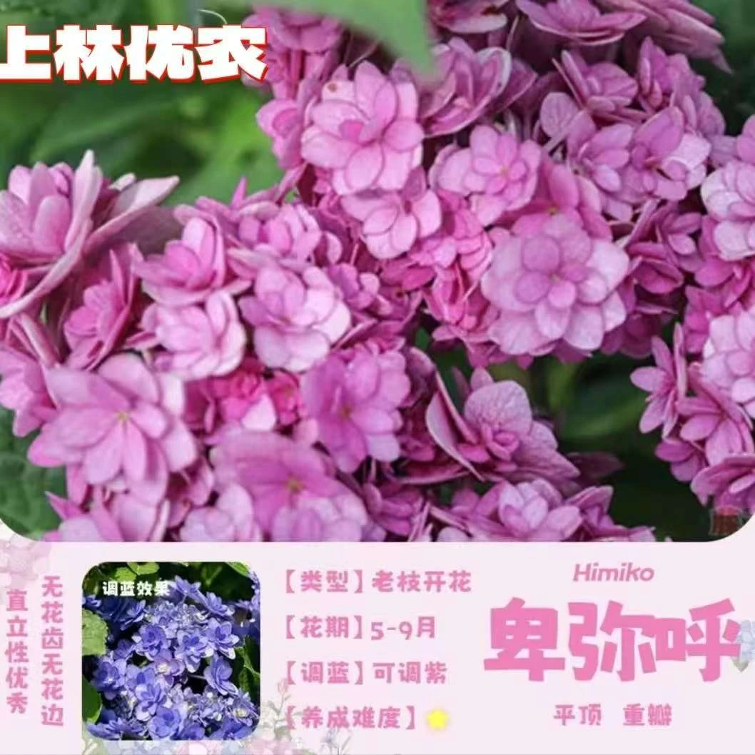 【基地直发】卑弥呼绣球苗2加仑原土原盆带花苞