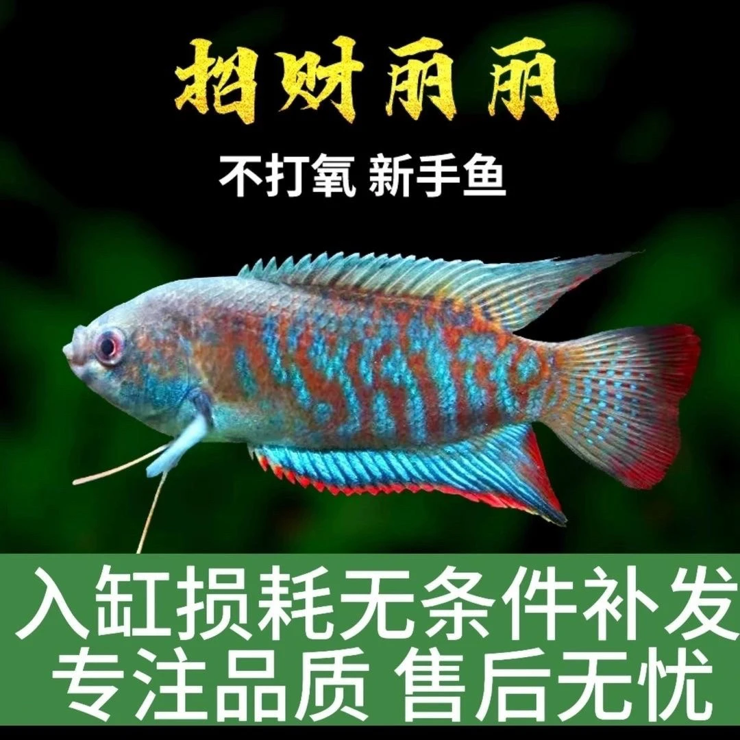 漂亮招财丽丽鱼 花手巾 好养活 无需打氧过滤新手易养 不怕冷耐寒