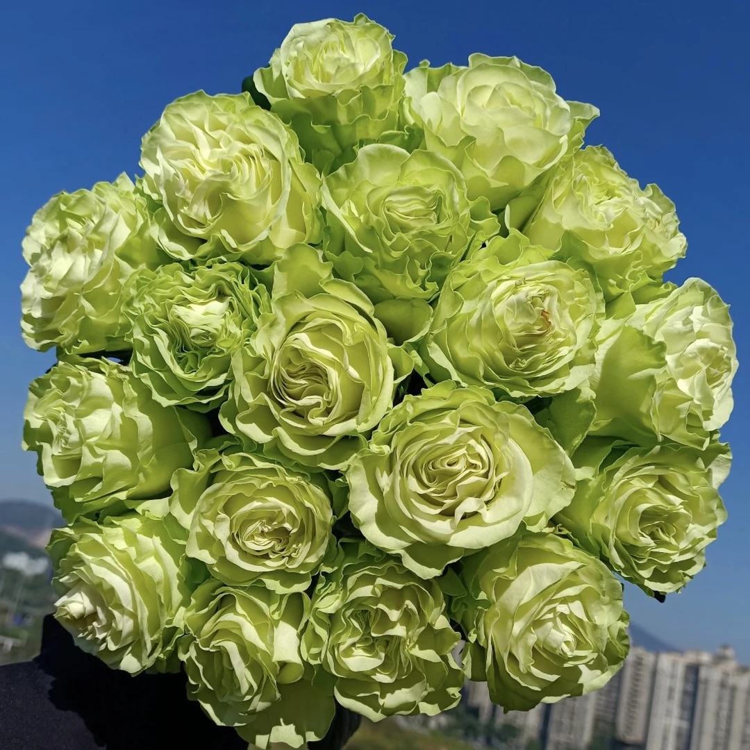 绿色【小乔】高杯切花 花期长好养丰花2加仑根接苗云南发货