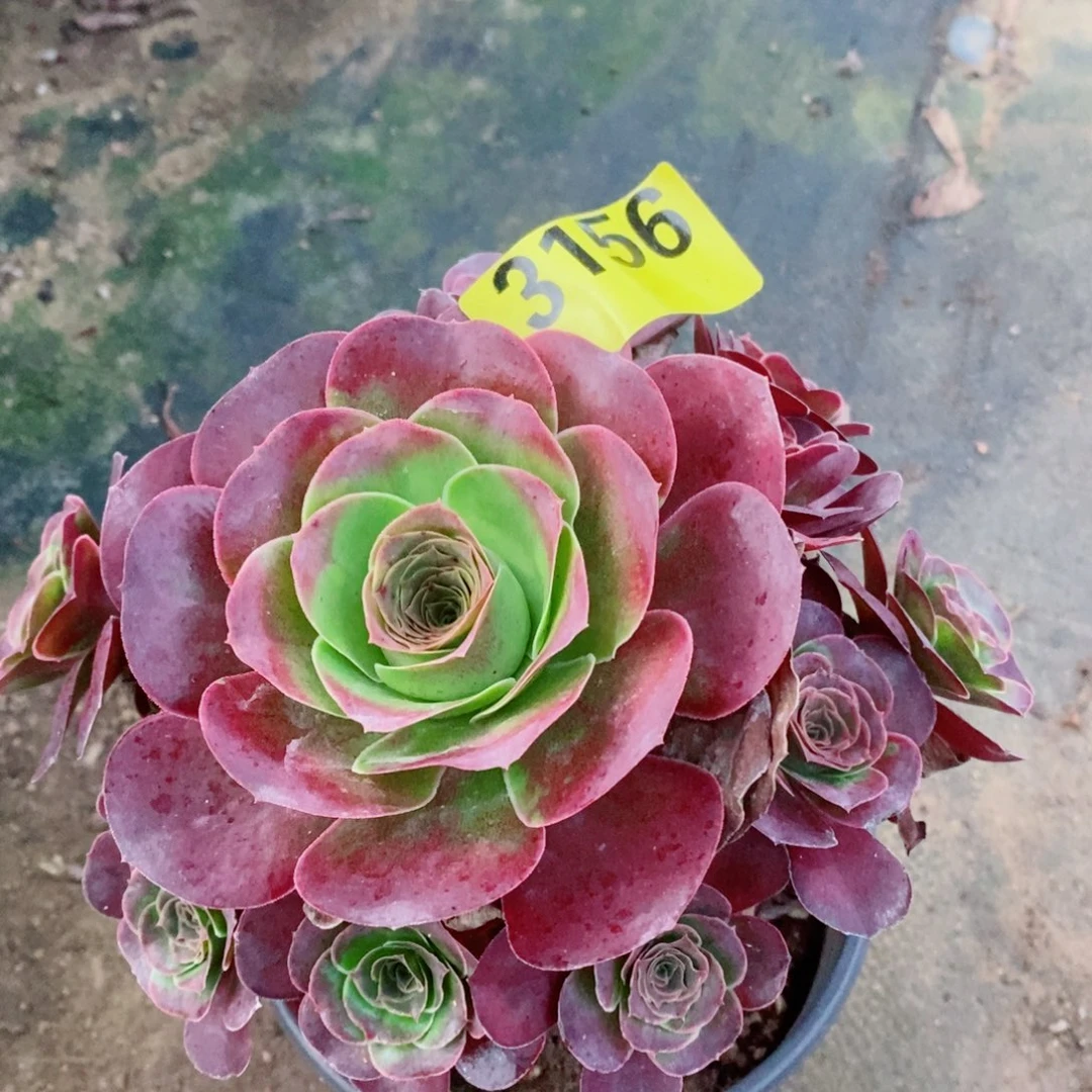 媚金玫瑰多肉3156