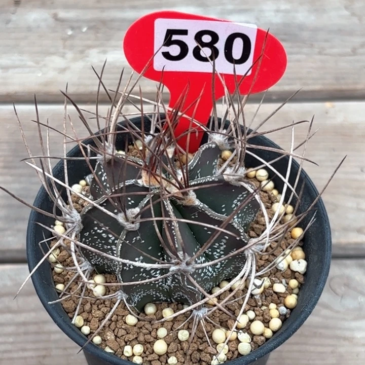 妙*佳仙人球实生大凤玉