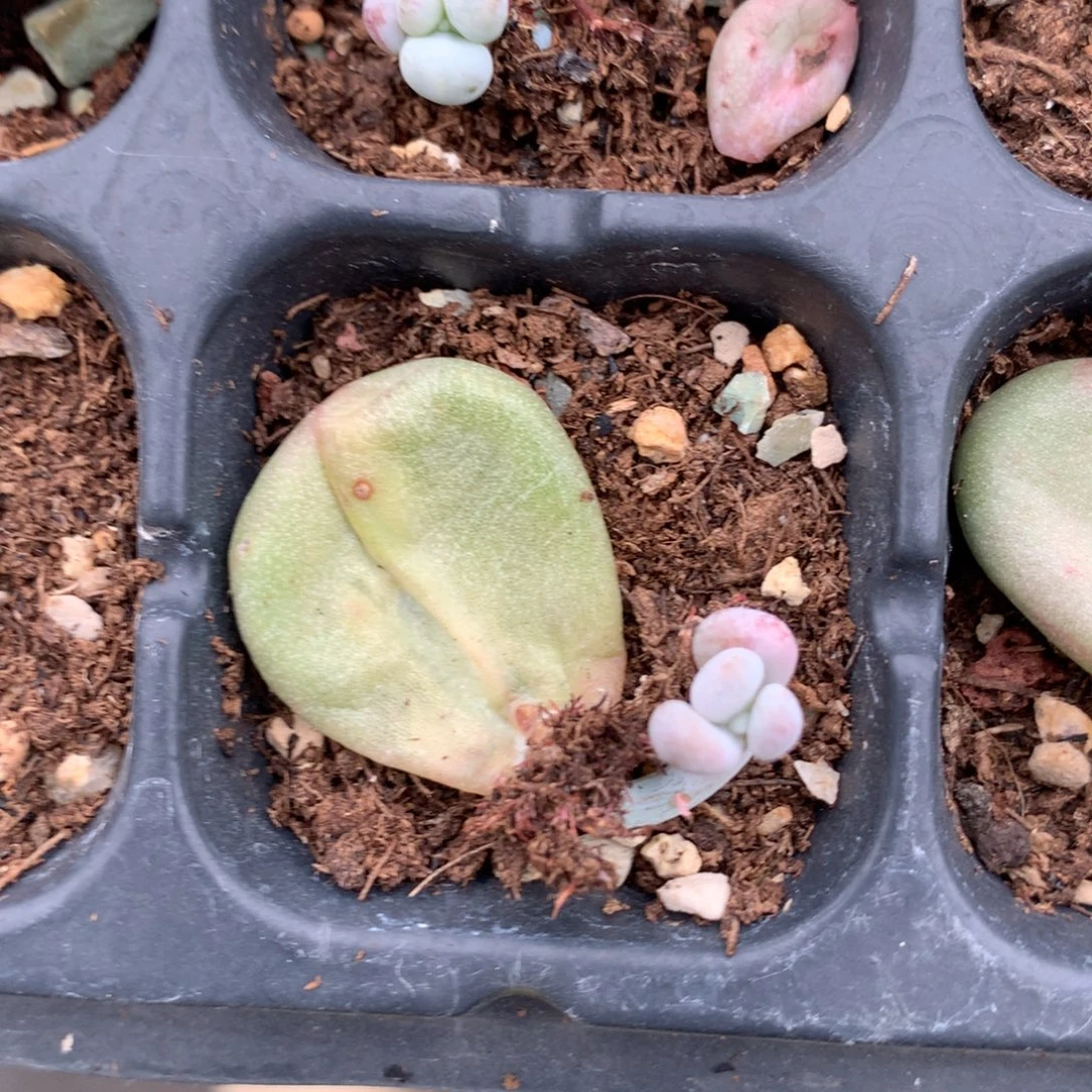 油煎奶酪多肉特价特价