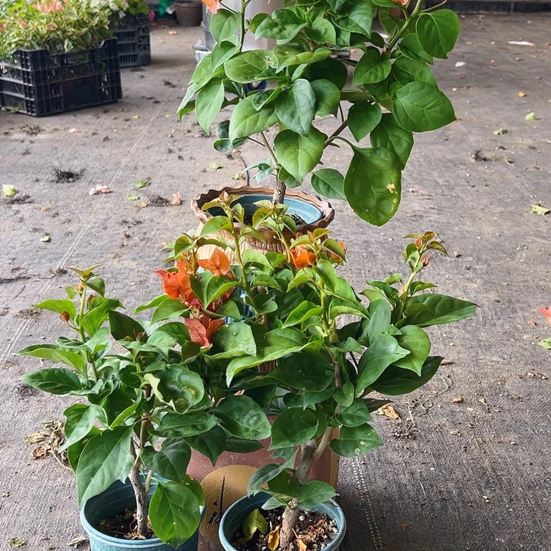 当前无花栽培后可以开花巧克力掌中宝一棵