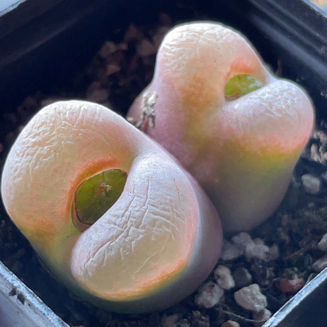 巨型毛毛母本更新～3.7