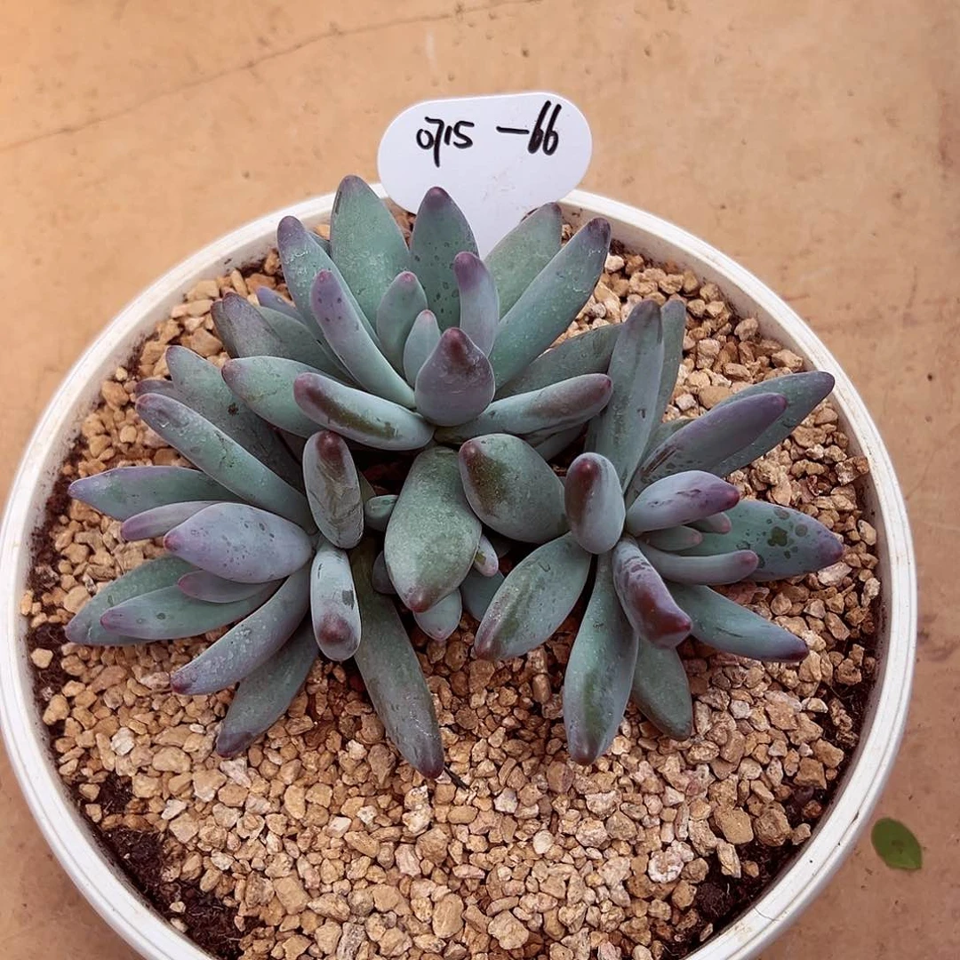 0715-66绿体企鹅。