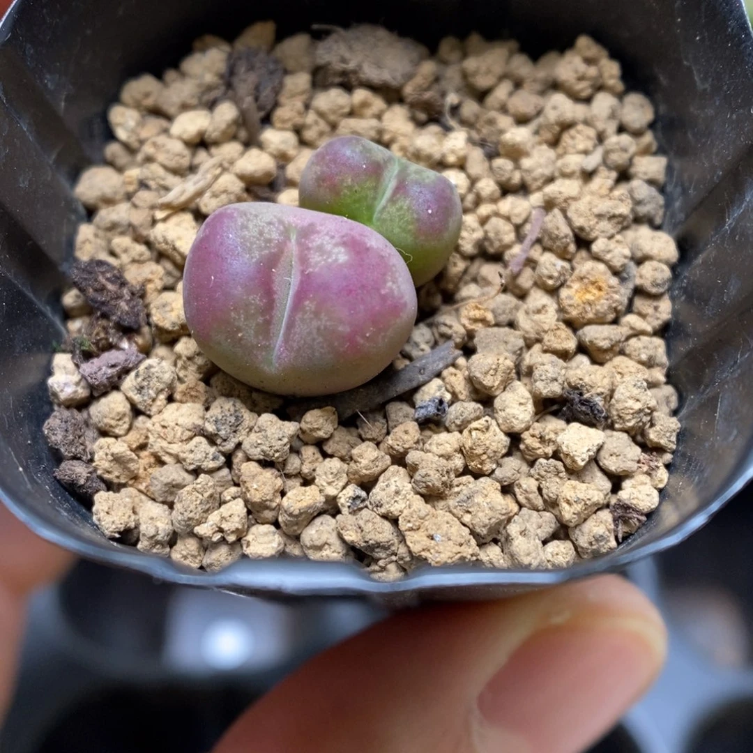 多肉植物肉锥杂交K-3392 墨杂
