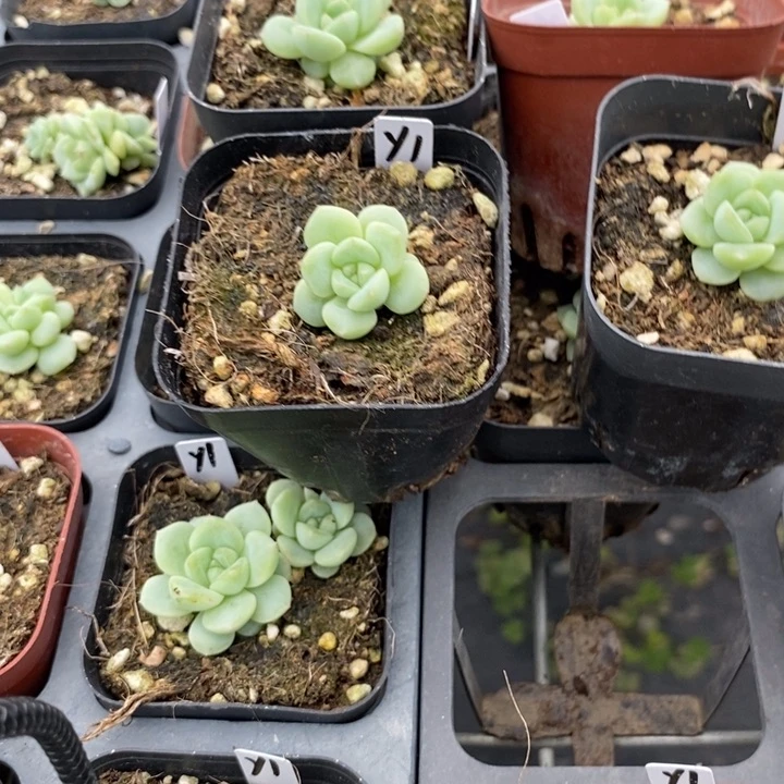 上盆甜心y1尾货一个多肉