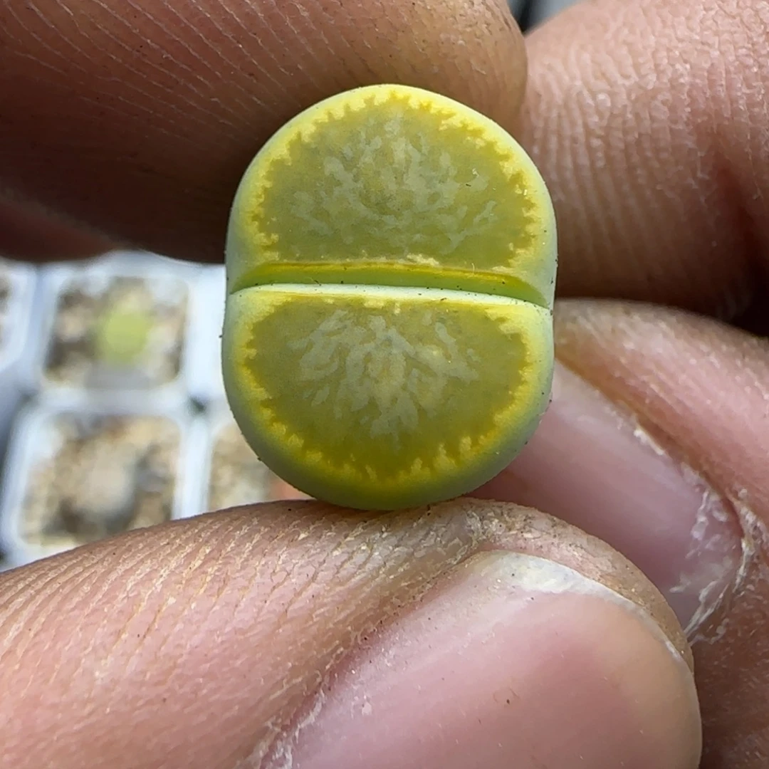 379 生石花大棚直播