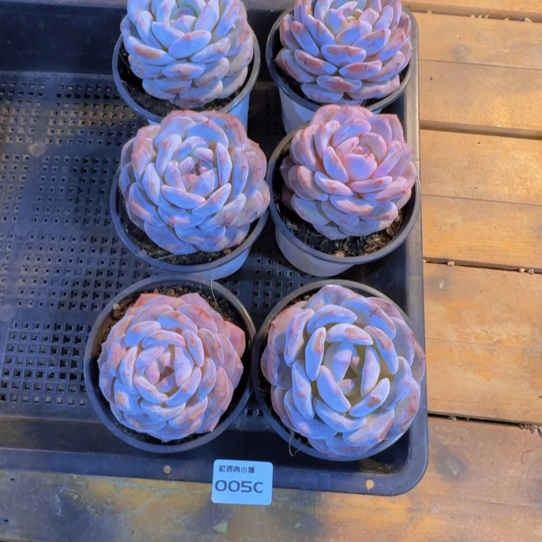 圈***多肉植物橙梦露6颗0050