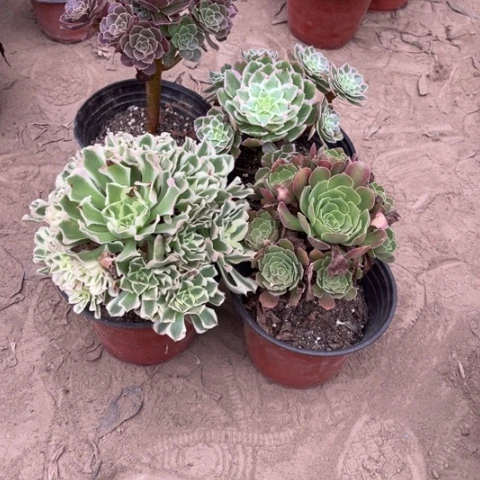 953多肉植物组合，
