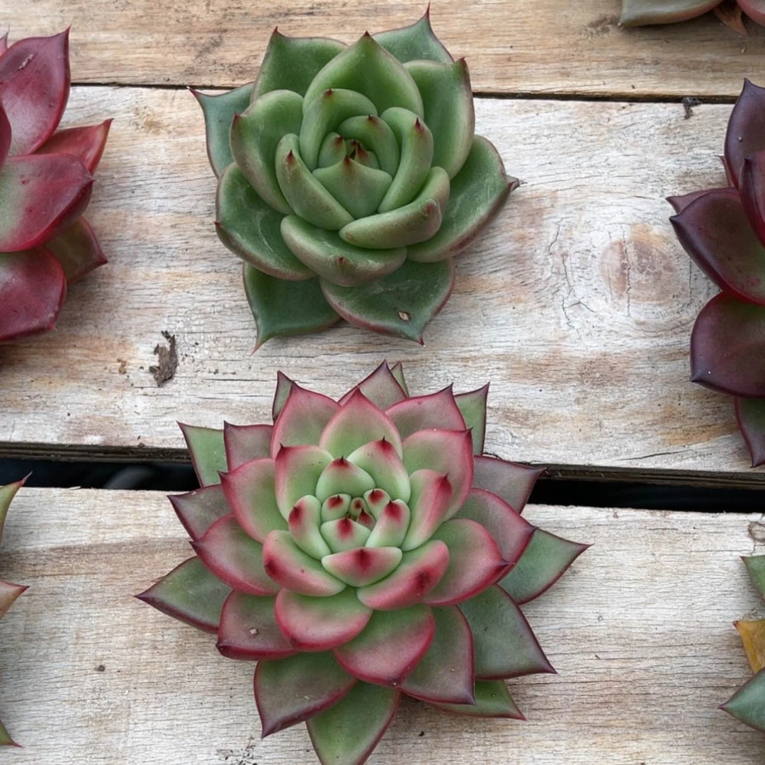 【闪购商品】东云一物一拍