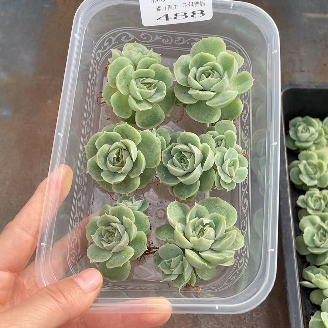 ?***。糕大上多肉植物488