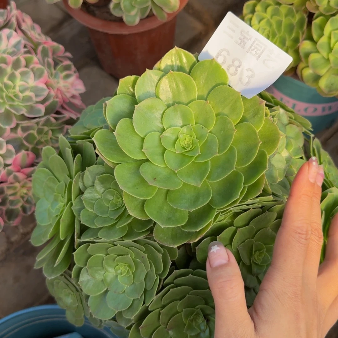 多肉植物683绿玫瑰