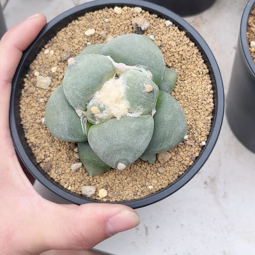 晖*仙人球仙人球开花