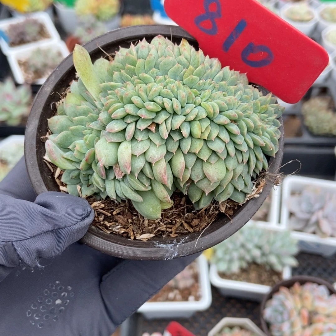 810冰魄缀多肉植物