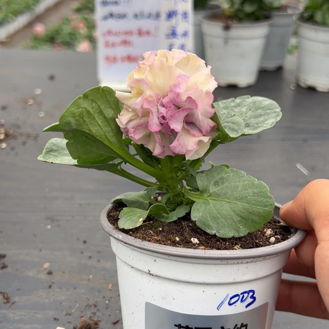 少量花朵（建议范围：2朵-5朵 或40%以下）047号