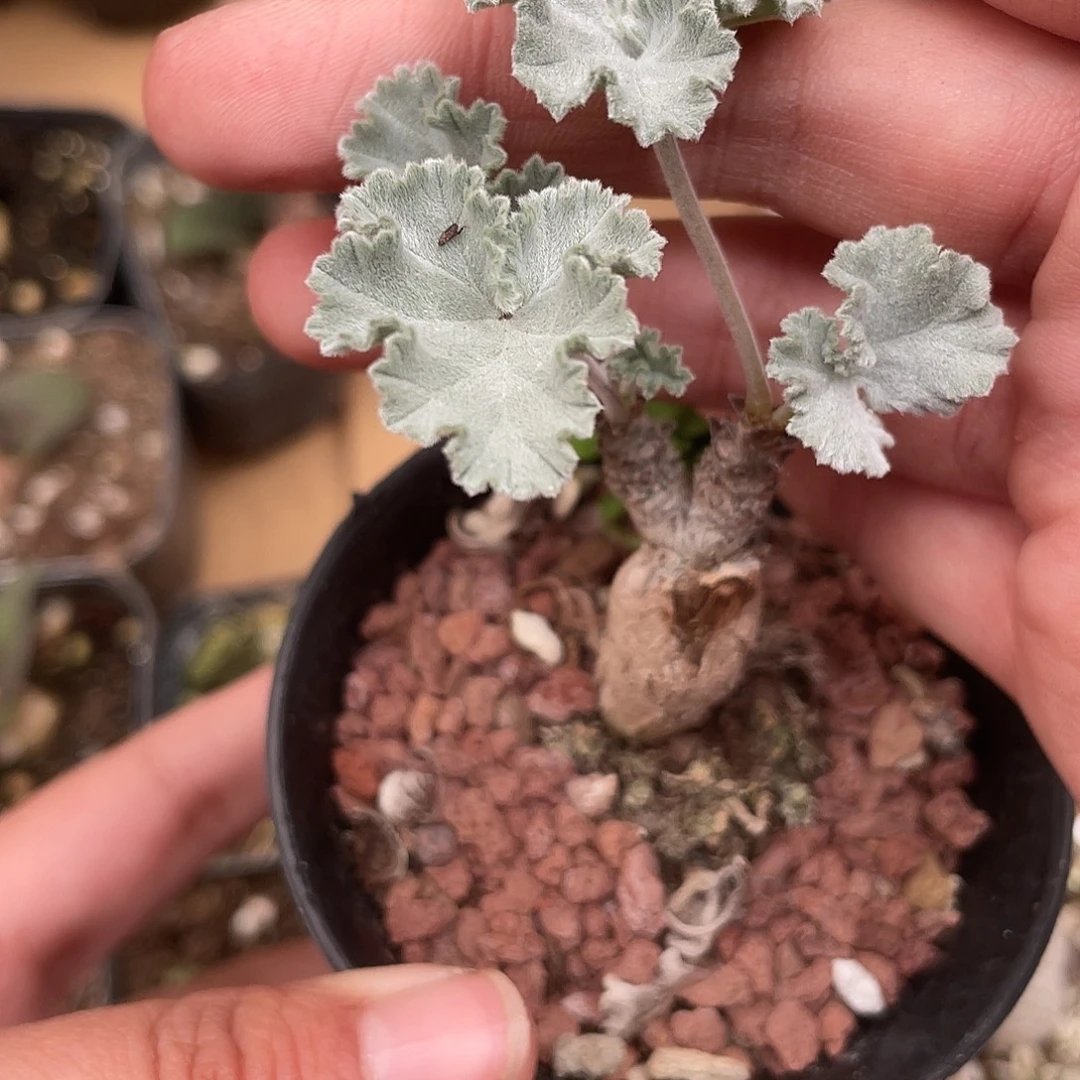 769枯木洋葵（满18元包邮）