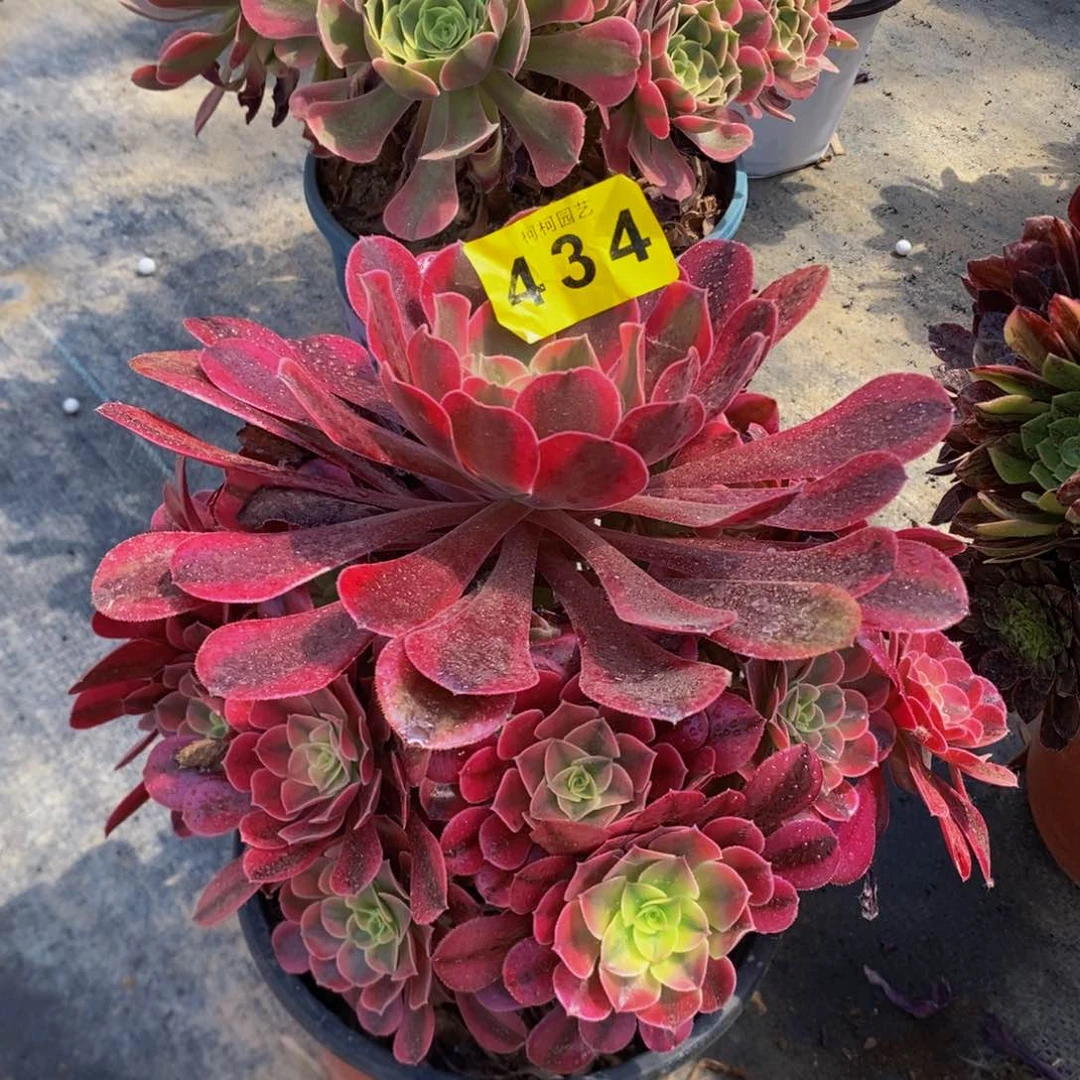 多肉美杜莎434000