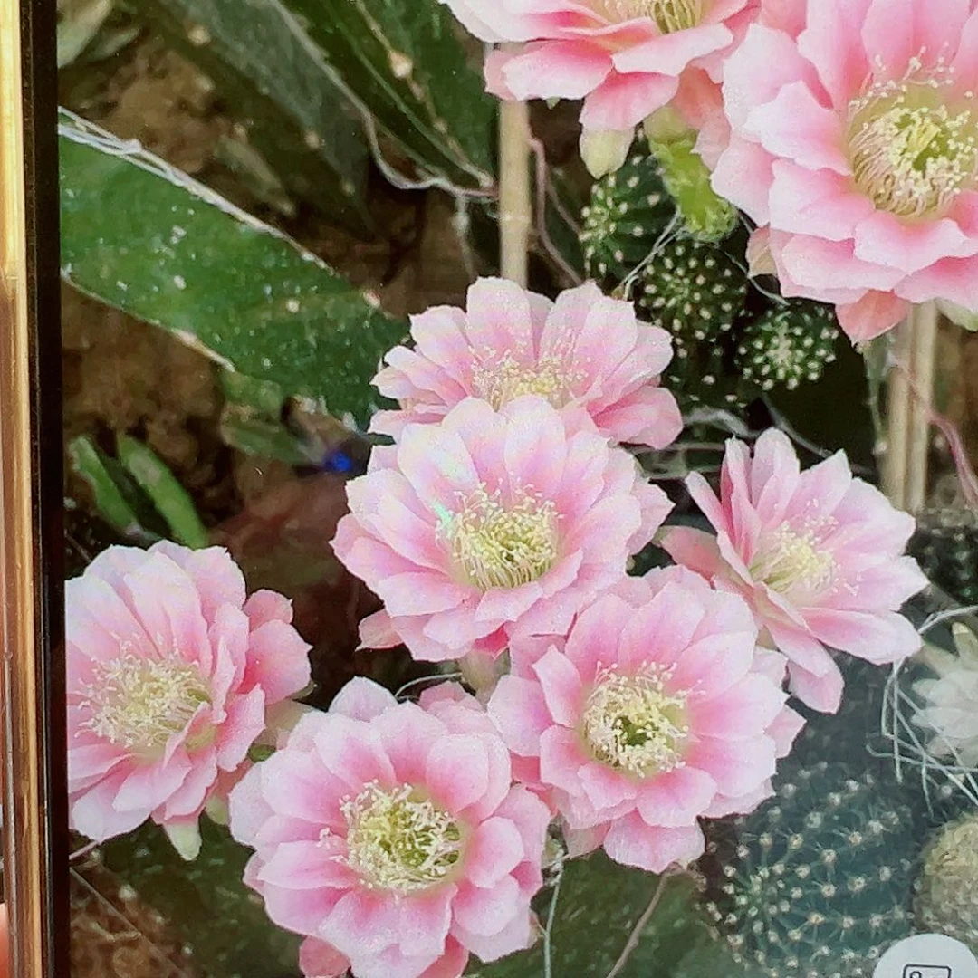 丽花 0711 侧芽 00