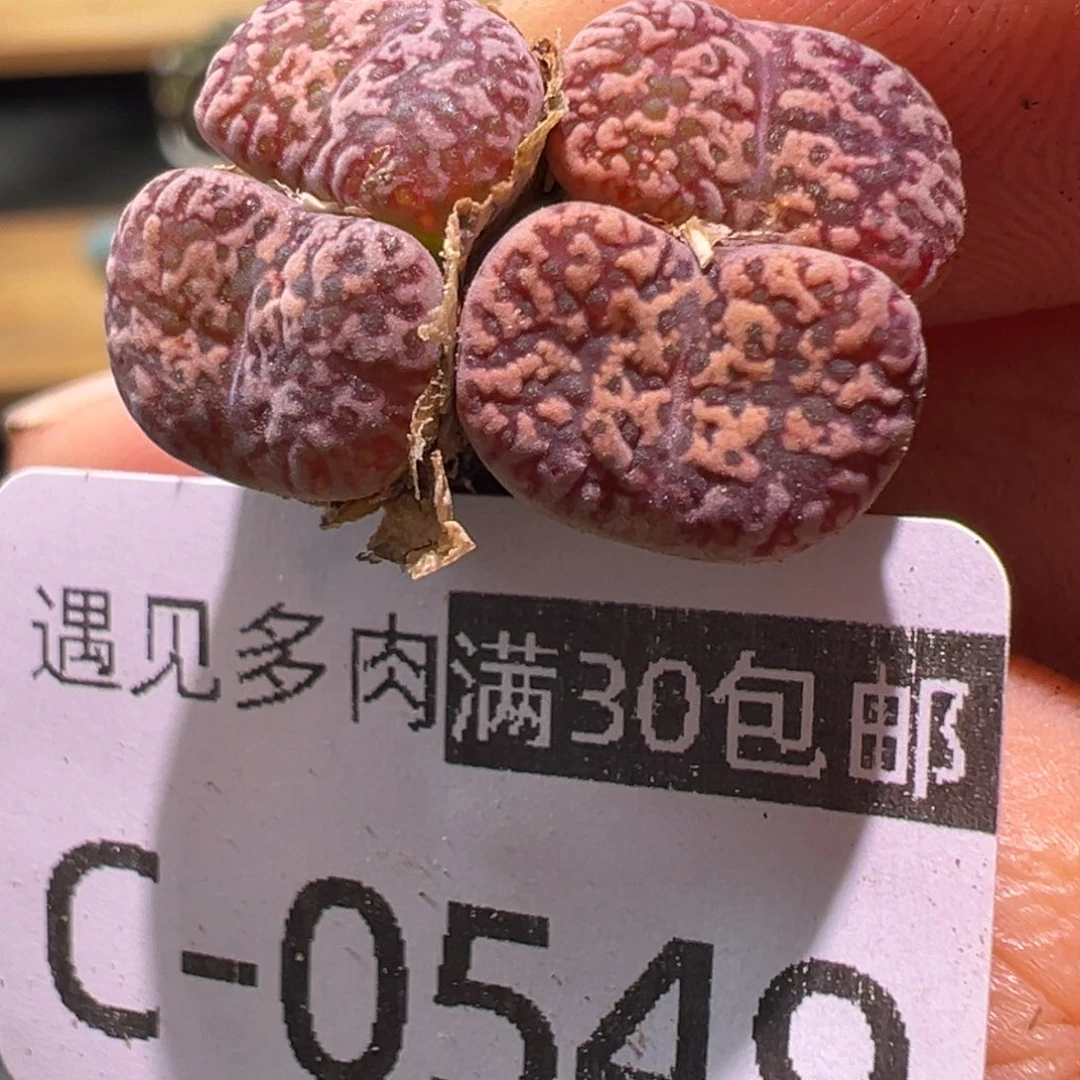 多肉植物1111111111
