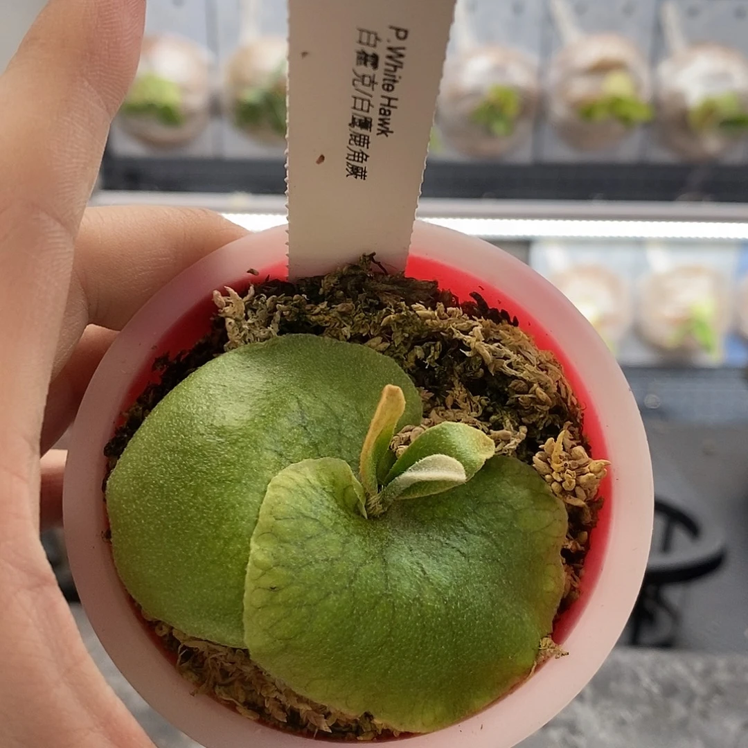 无花朵白鹰鹿角蕨