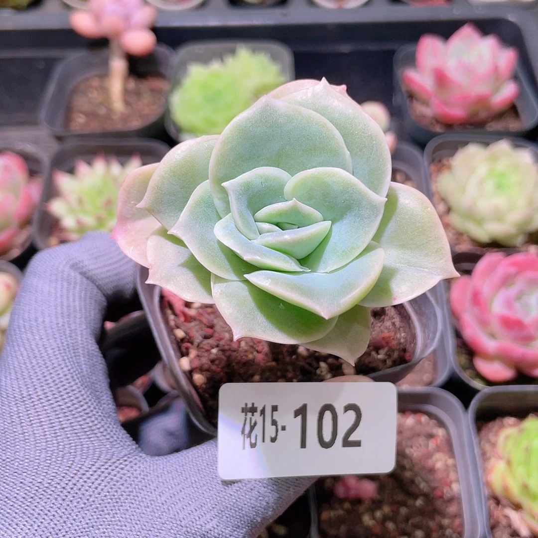 花利美15-102可爱玫瑰
