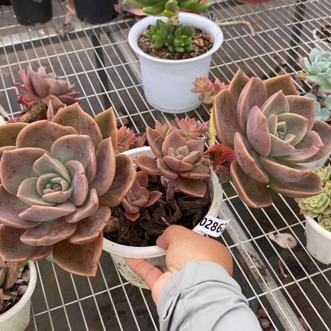 2862旭贺一物一拍