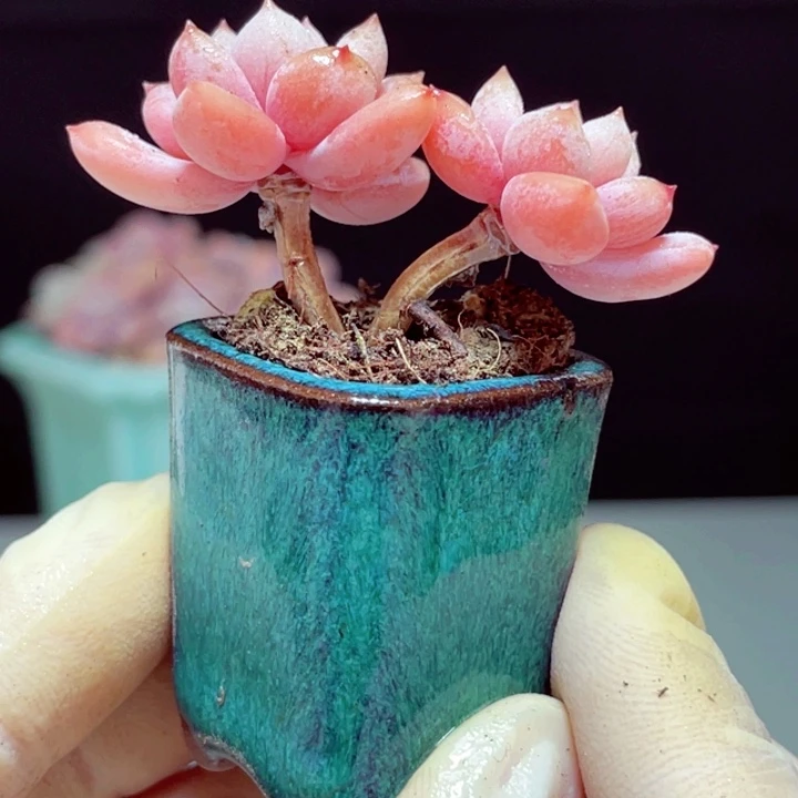 星星雪样品1颗带盆发货4