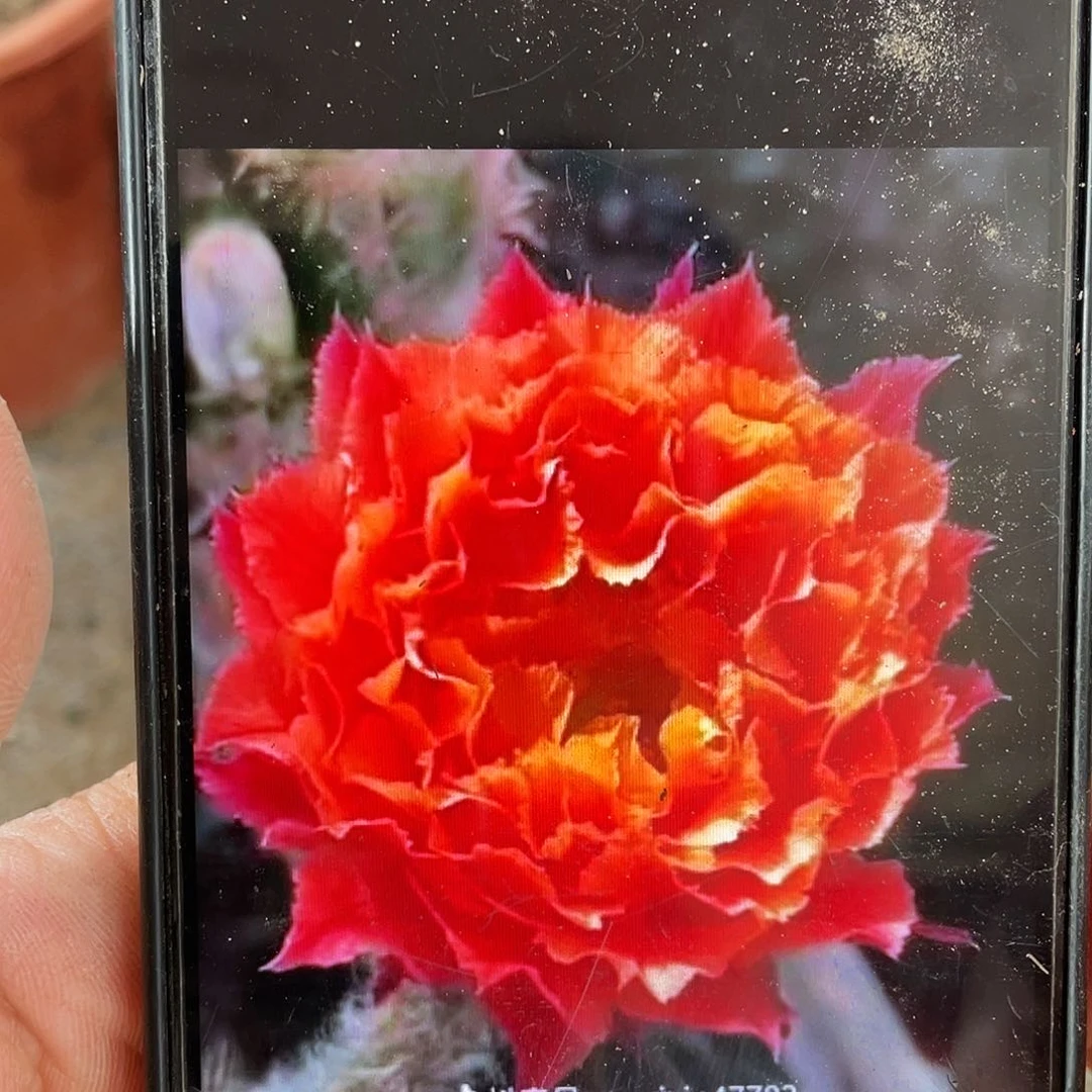 G4自根球5公分以上带盆土