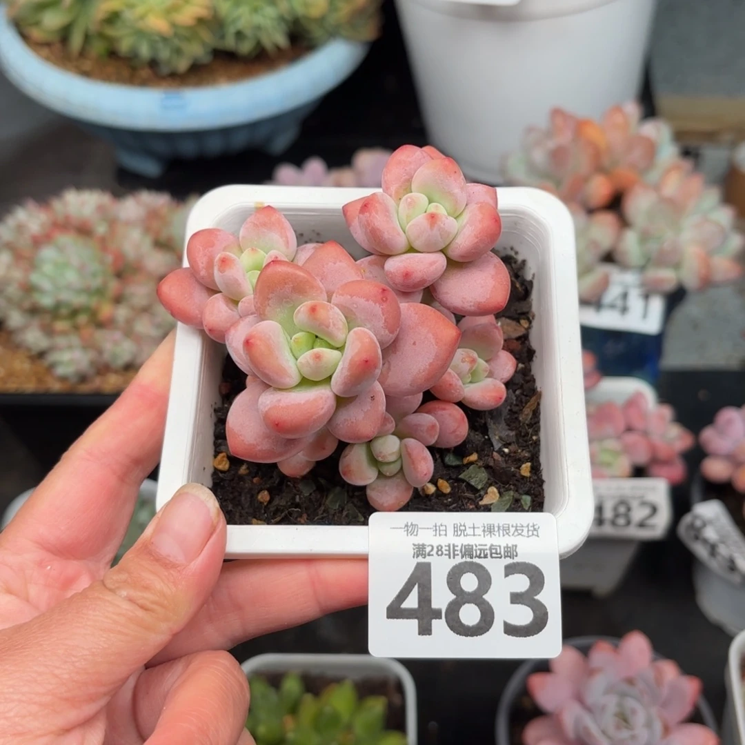 红洛神无盆土发货