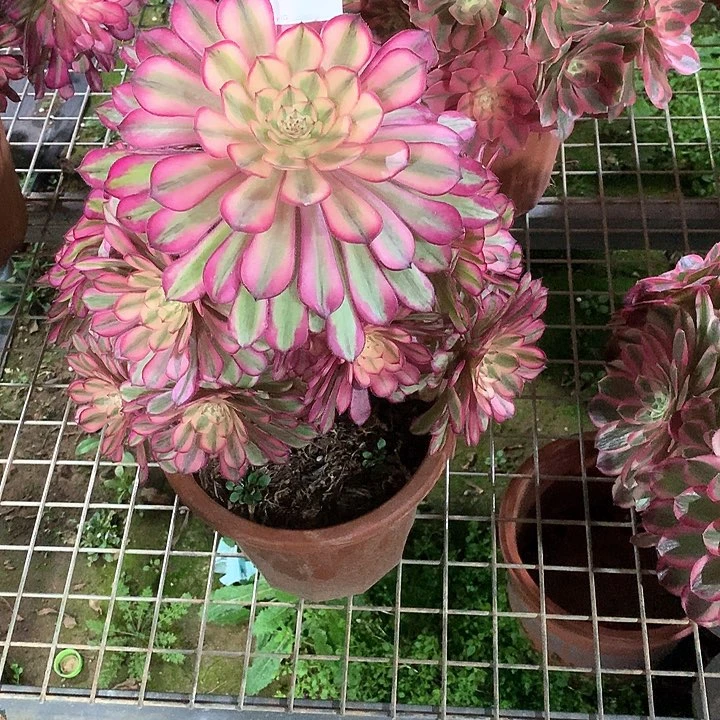 ?****y461 多头法师多肉法师