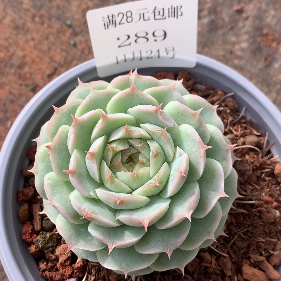 【闪购商品】云289号