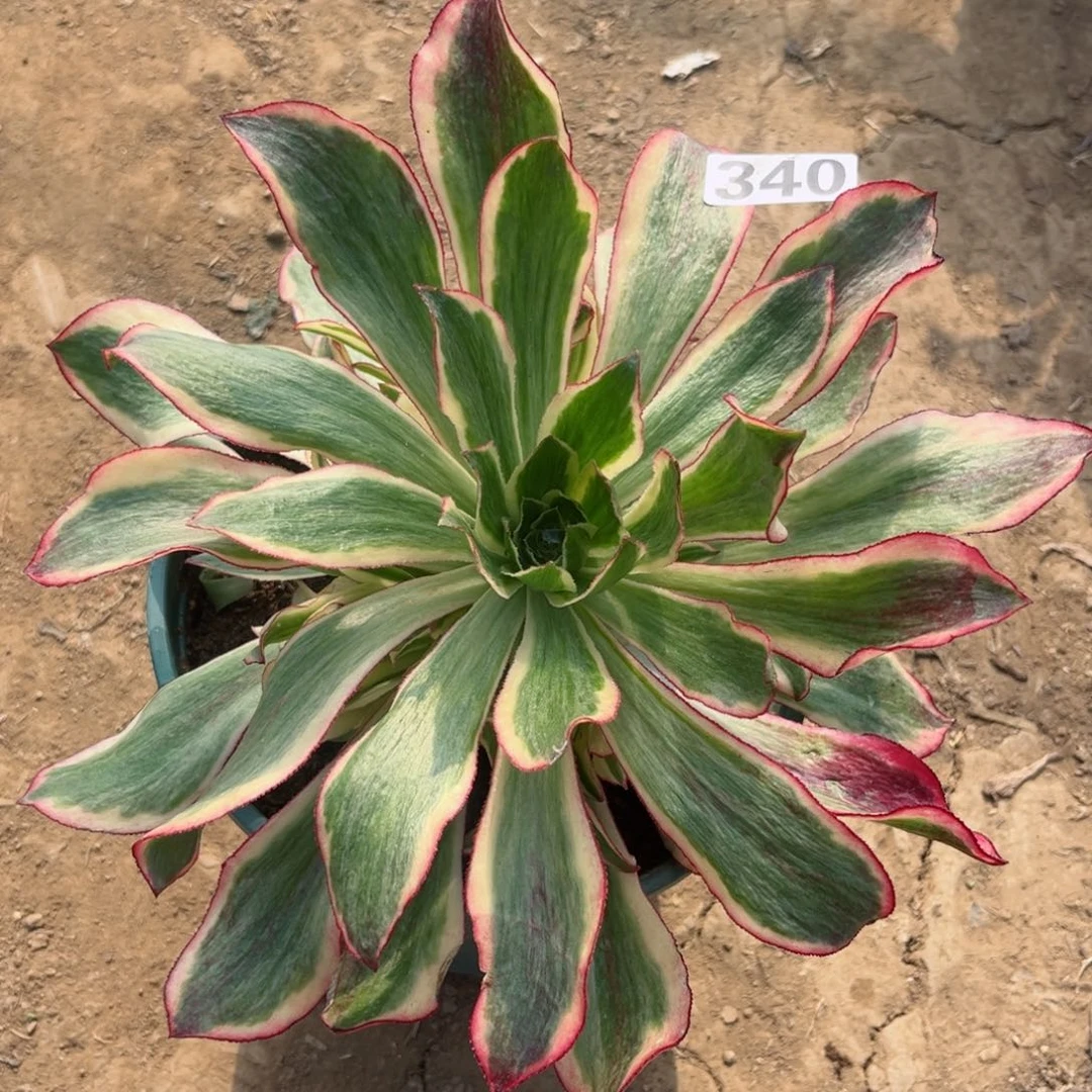 340魅影手捧花多肉植物