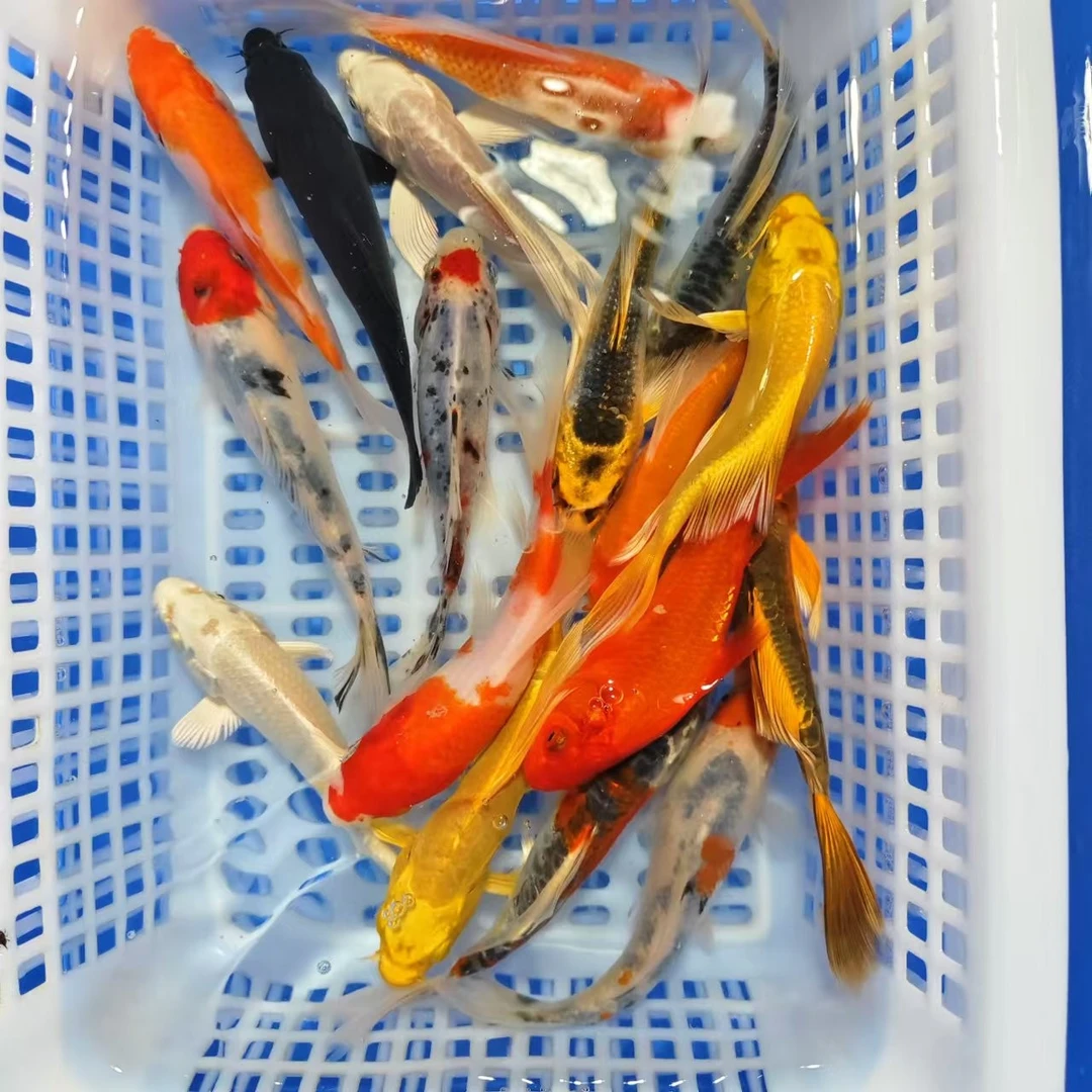 12-15CM锦鲤草金混搭观赏鱼