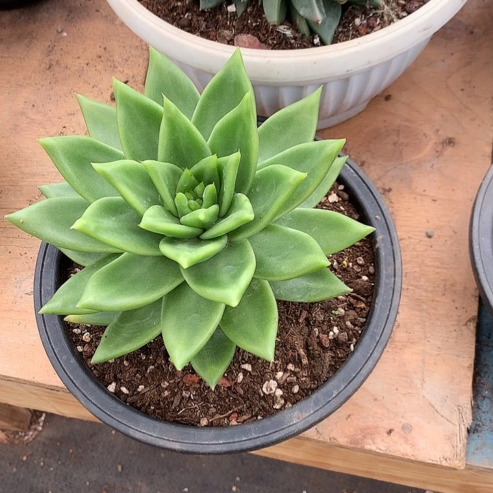 美肉特价活动开始啦