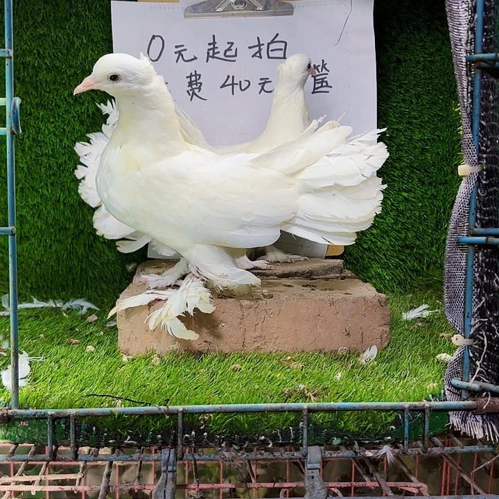 鸽***痴15天中国大陆白凤尾幼鸽